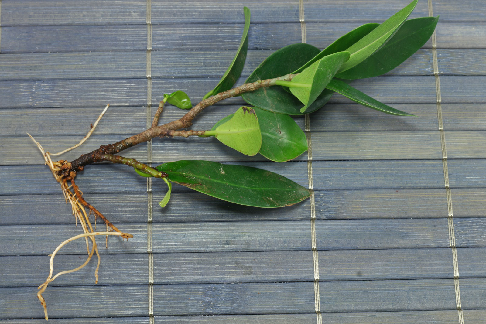 Ficus microcarpa