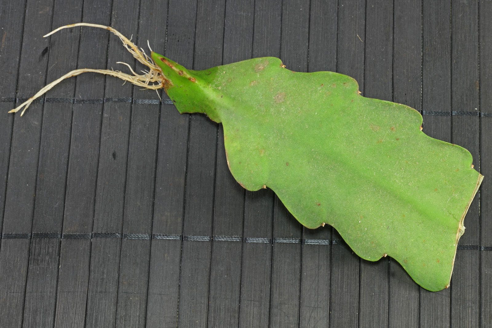 Epiphyllum cv