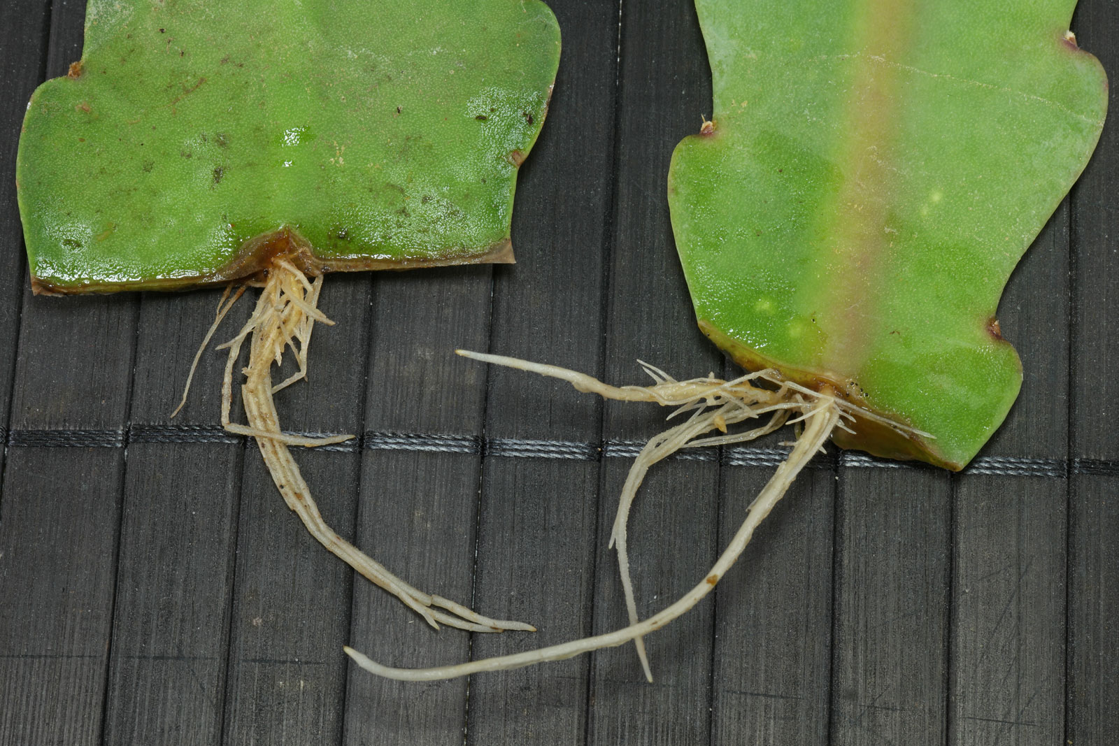 Epiphyllum cv