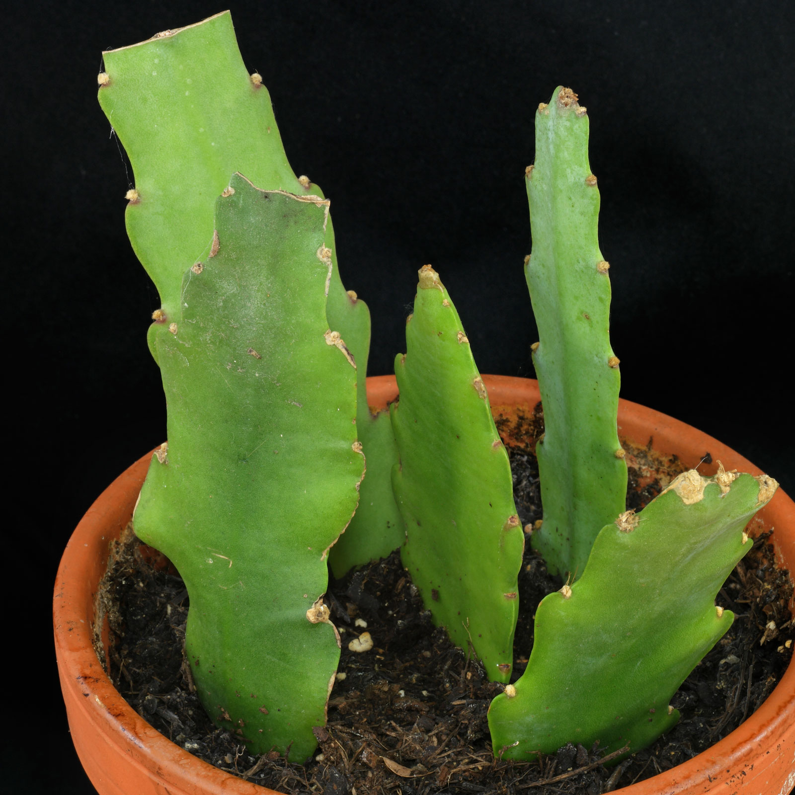 Epiphyllum cv