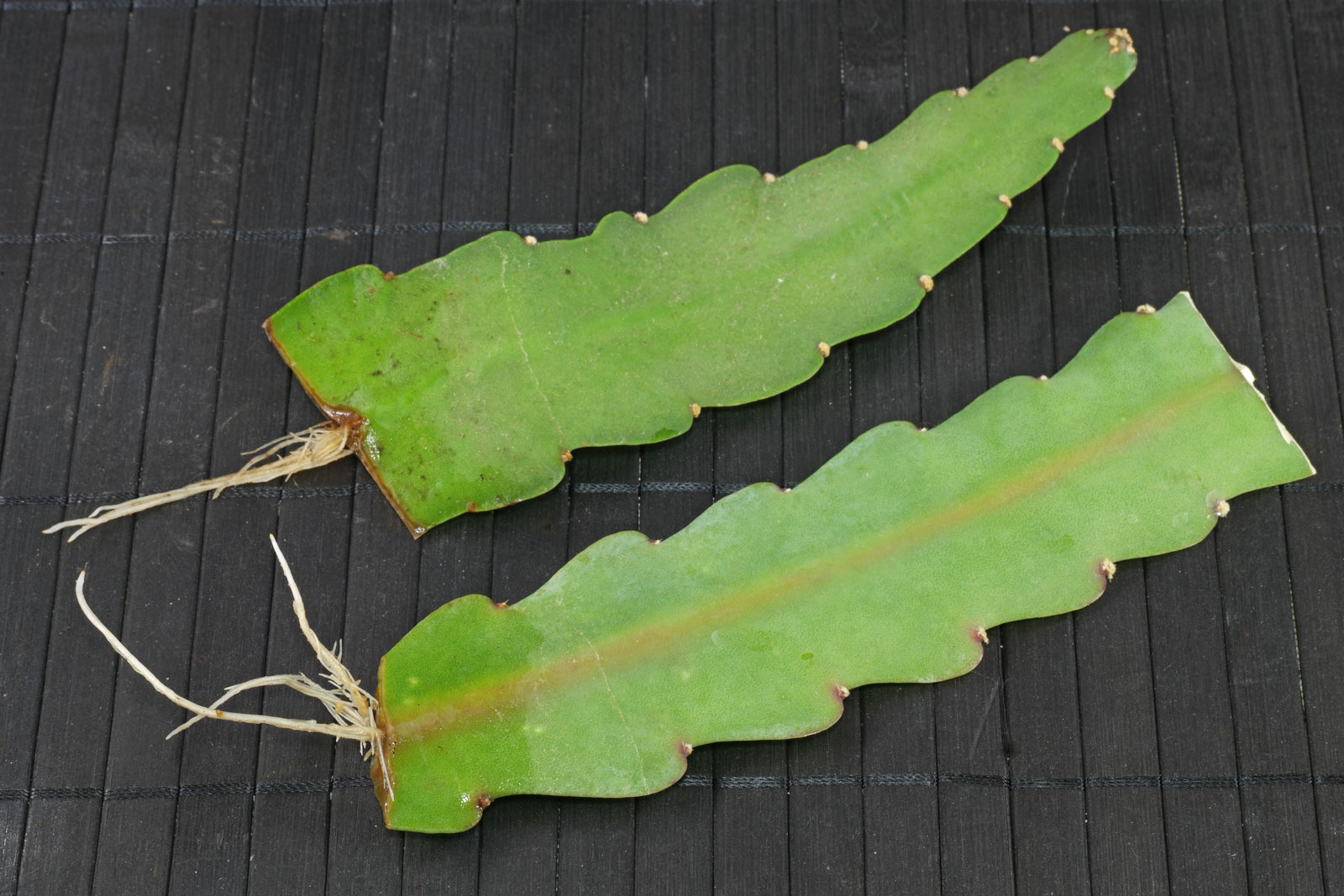 Epiphyllum cv