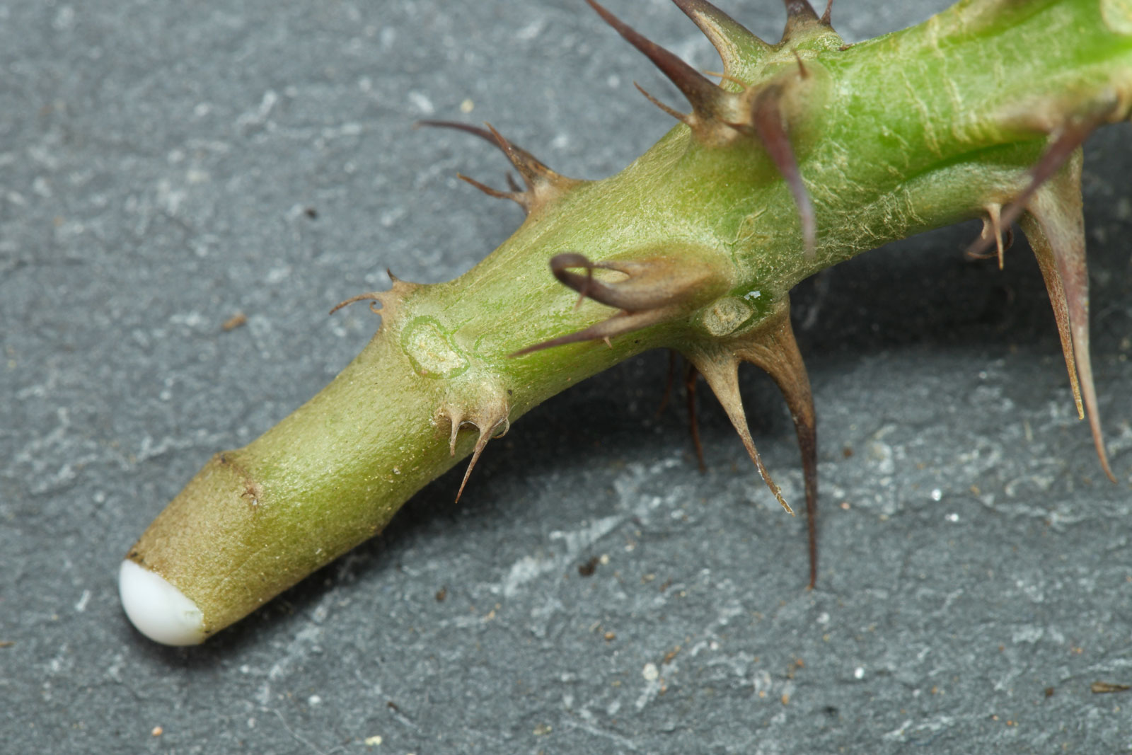 Euphorbia milii