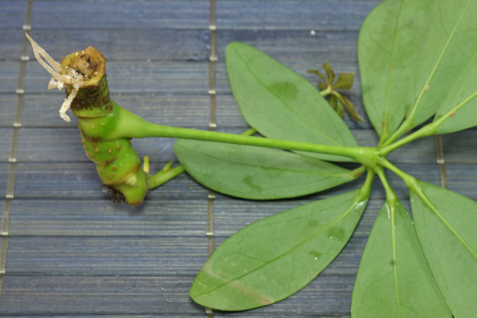 Schefflera arboricola