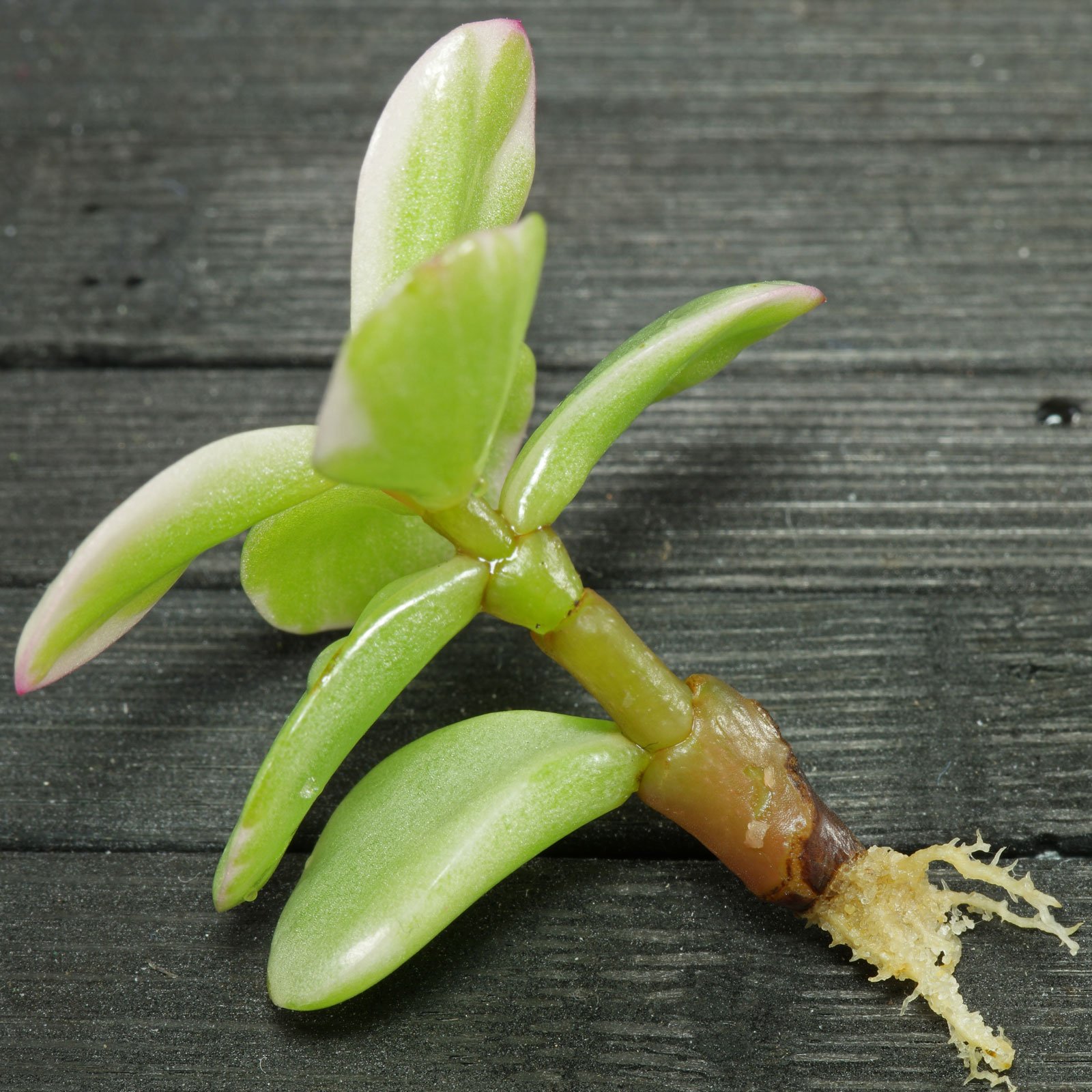 Portulacaria afra
