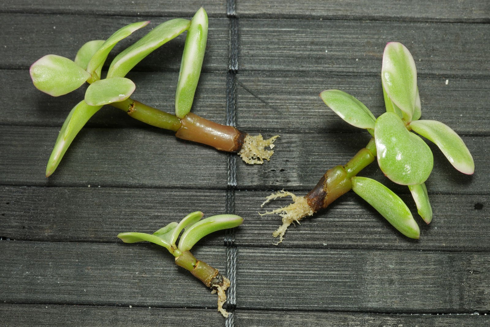 Portulacaria afra