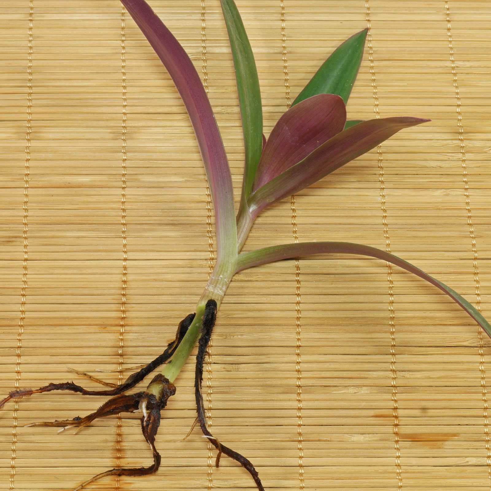 Tradescantia spathacea