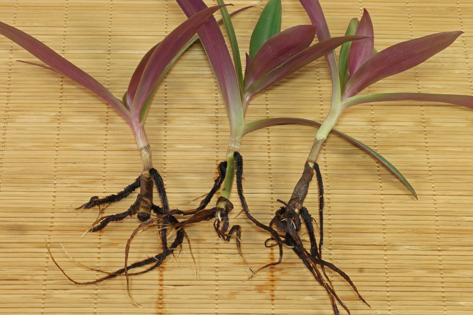 Tradescantia spathacea