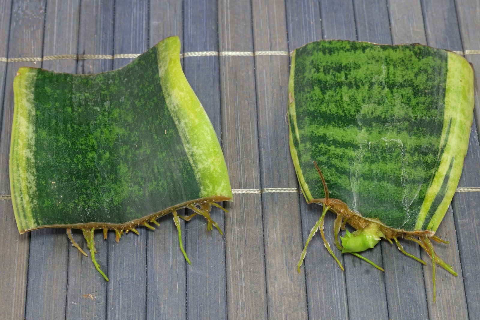 Kapuzinerkresse Wirkung Anwendung Und Anbau Der