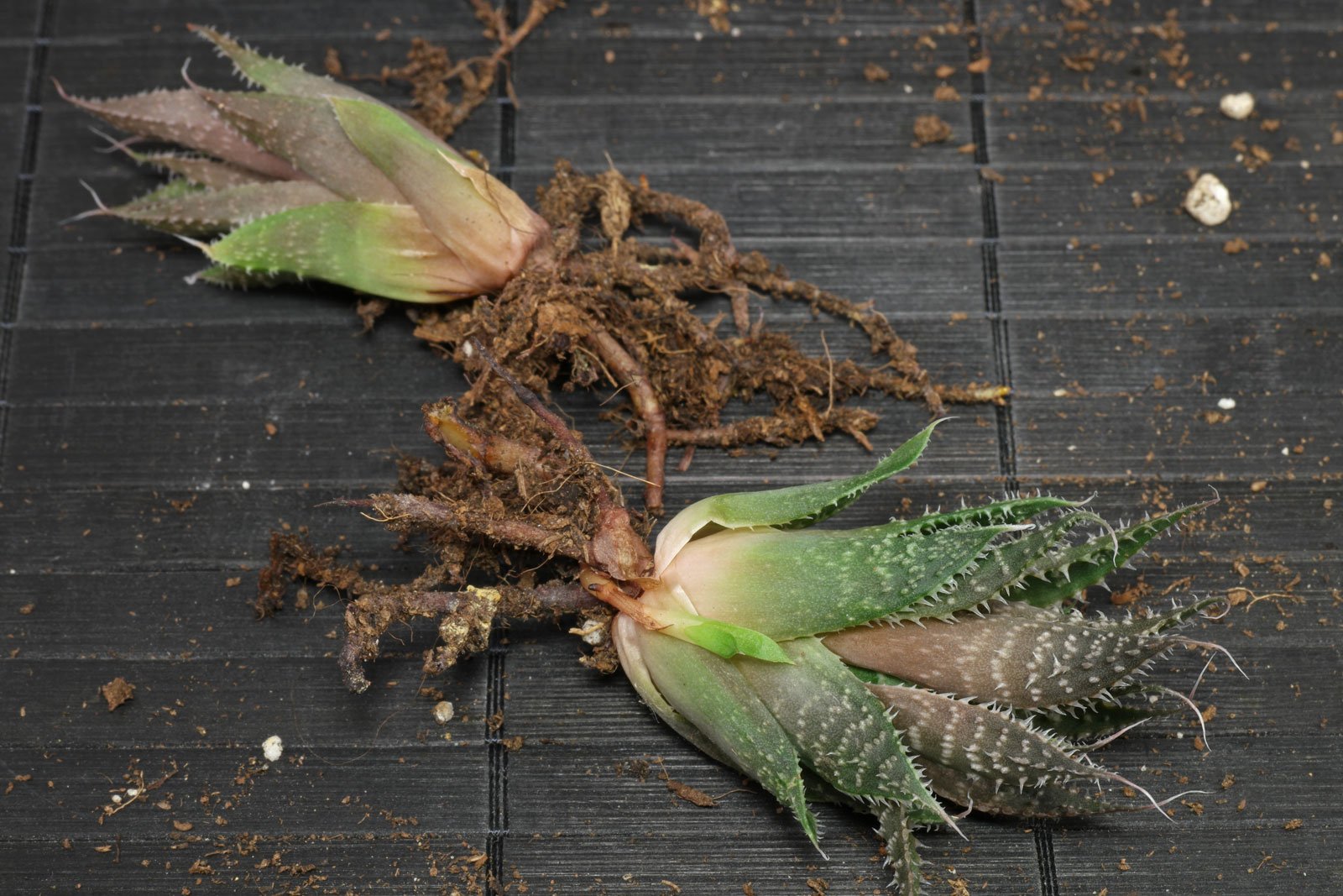 Aloe aristata