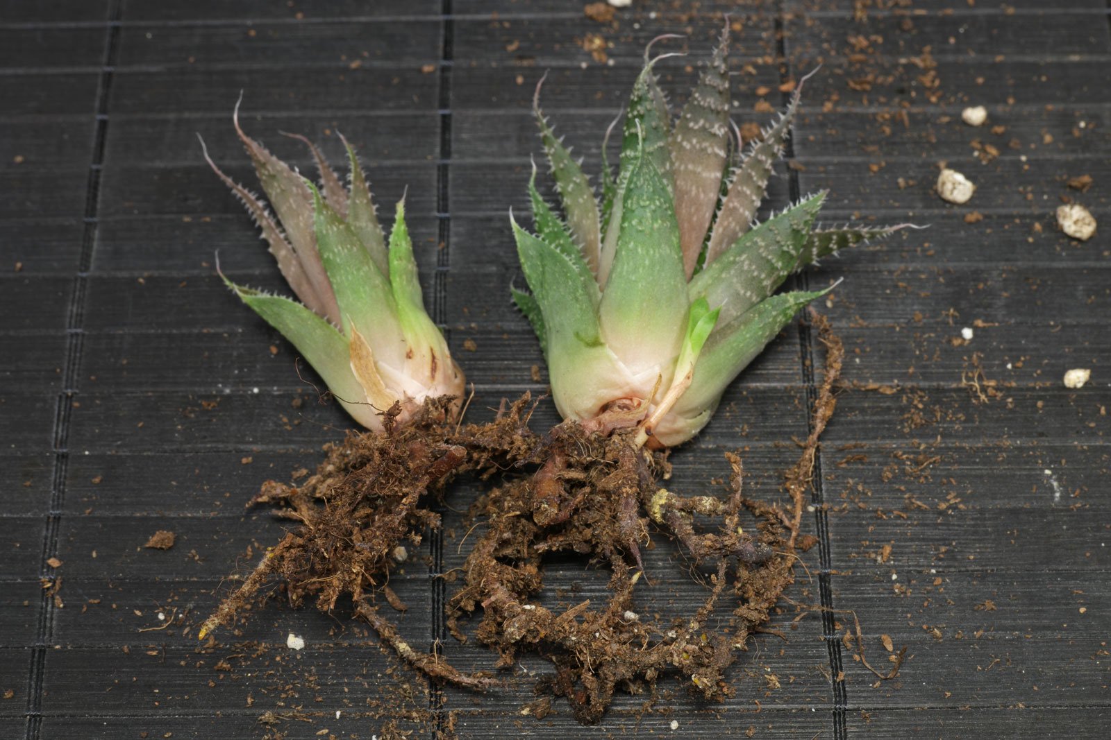 Aloe aristata