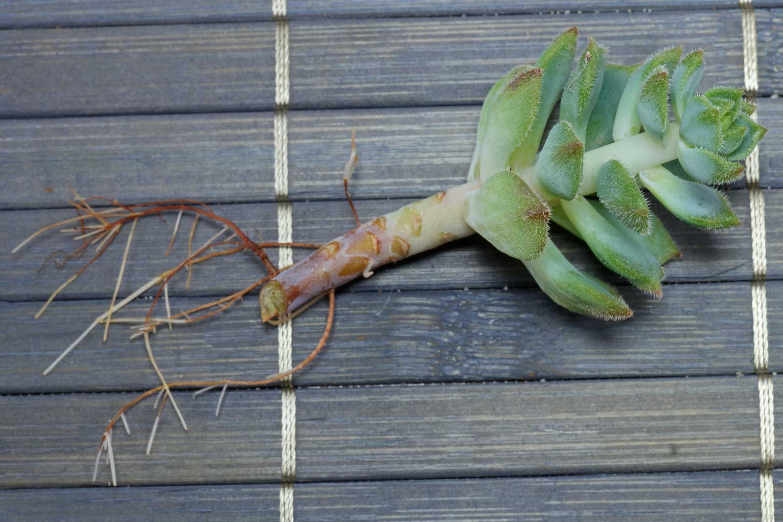 Echeveria derenbergii