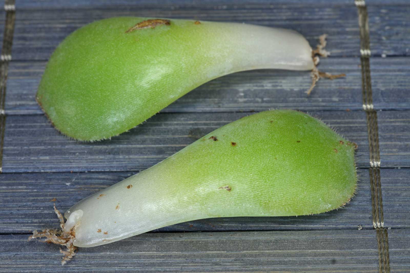 Echeveria derenbergii