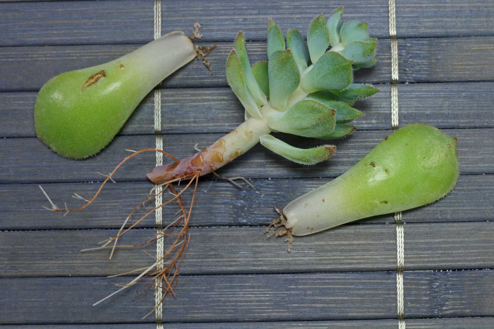 Echeveria derenbergii