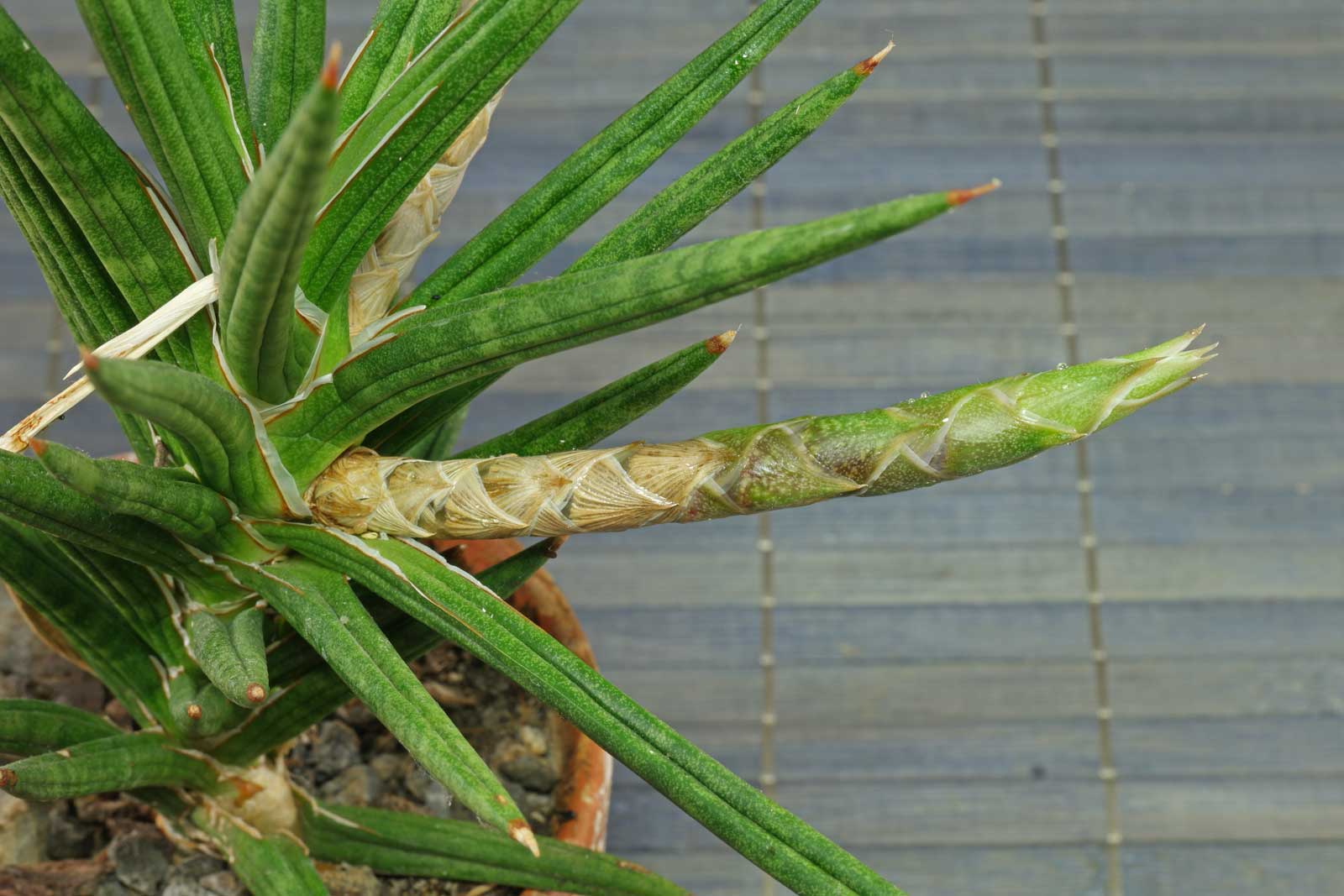 Sansevieria francisii