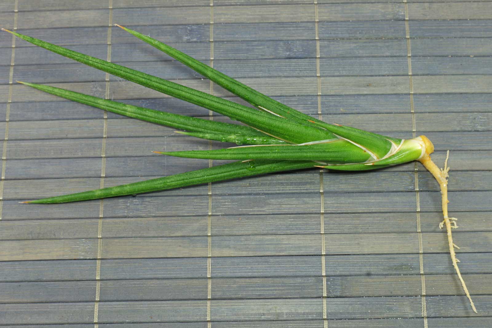 Sansevieria francisii