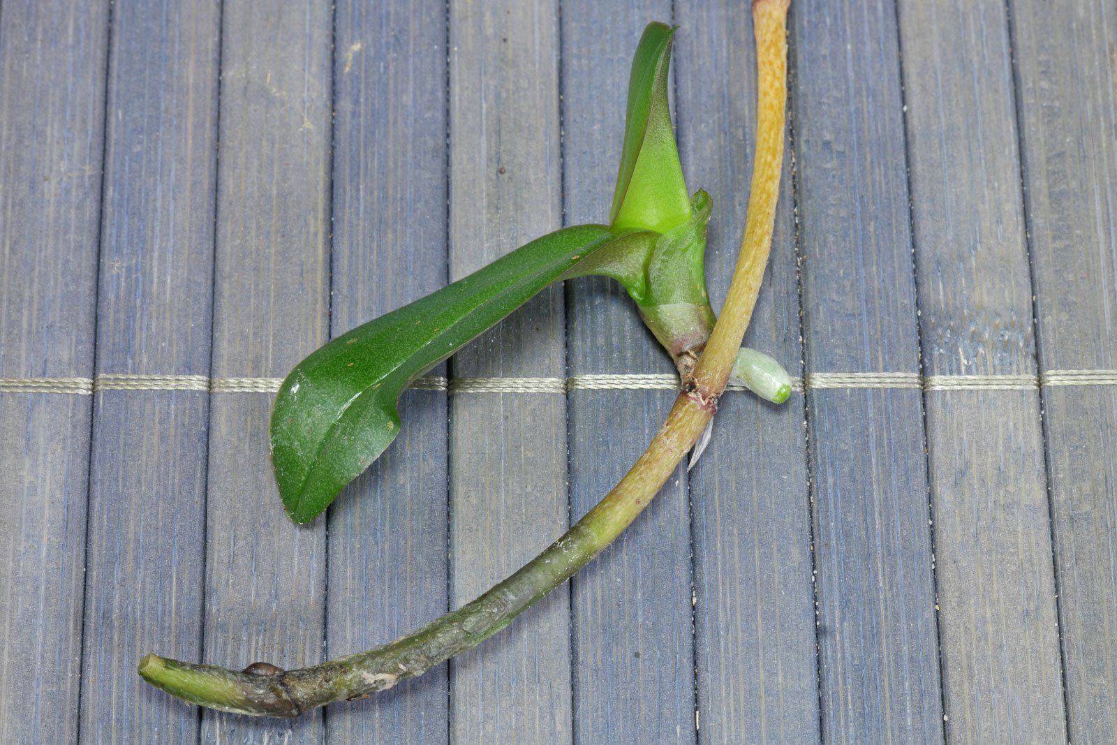 Phalaenopsis