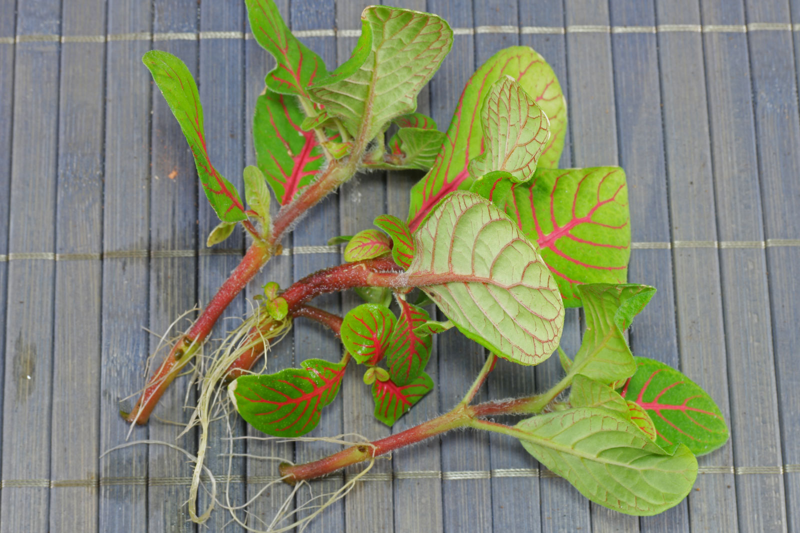 Fittonia albivenis
