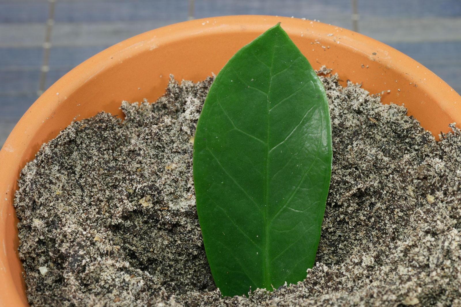 Zamioculcas zamiifolia
