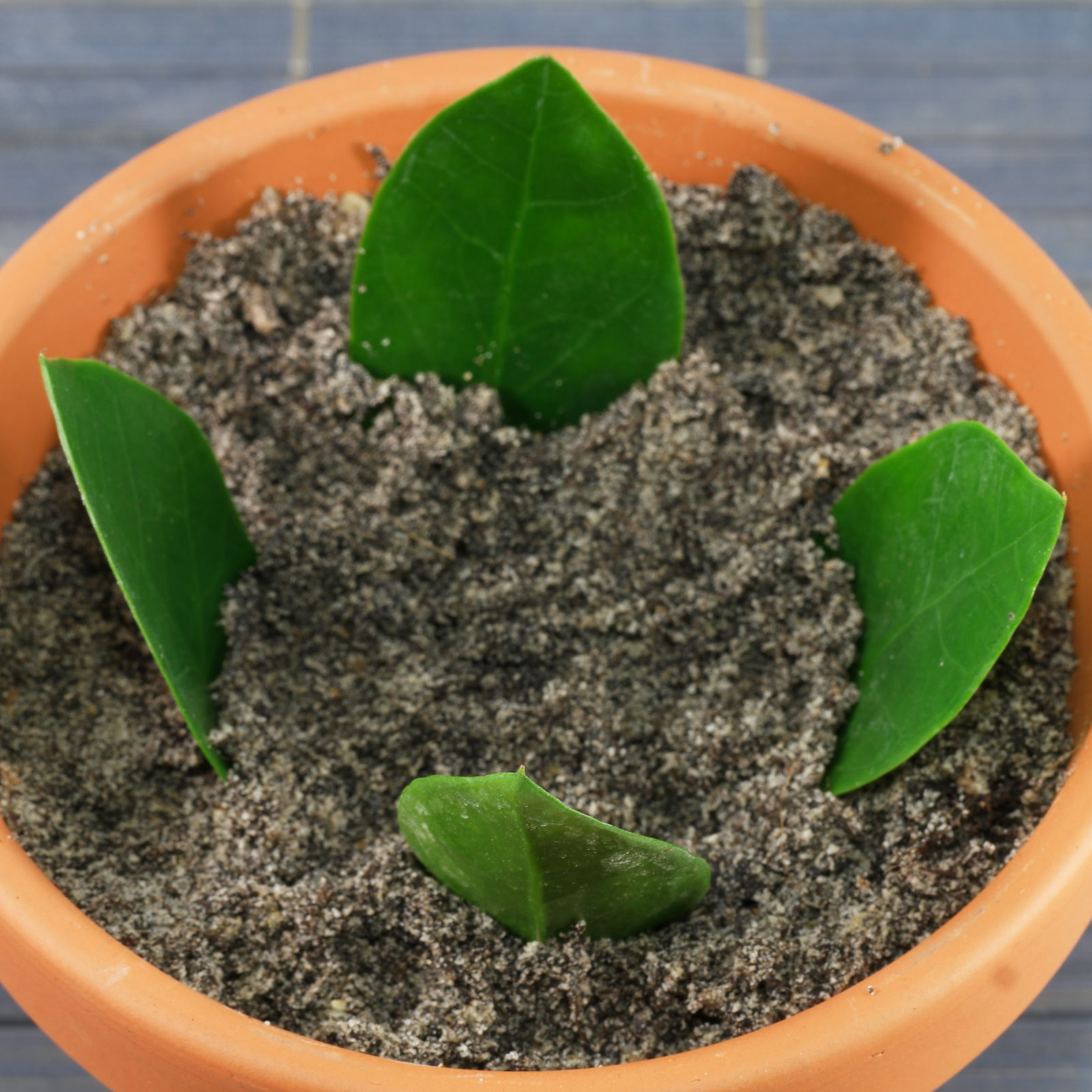 Zamioculcas zamiifolia