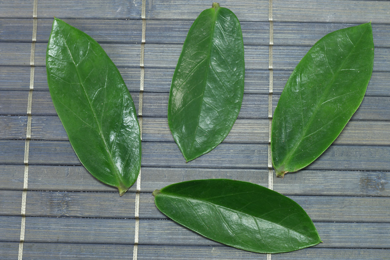 Zamioculcas zamiifolia
