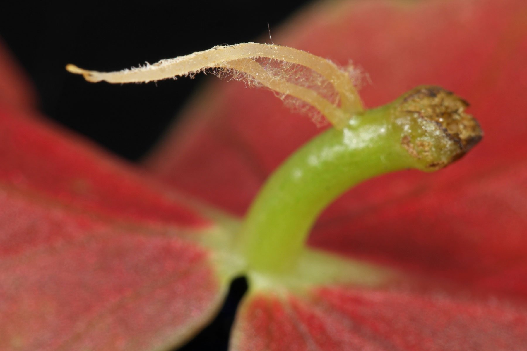 Begonia maculata Steckling Wurzeln