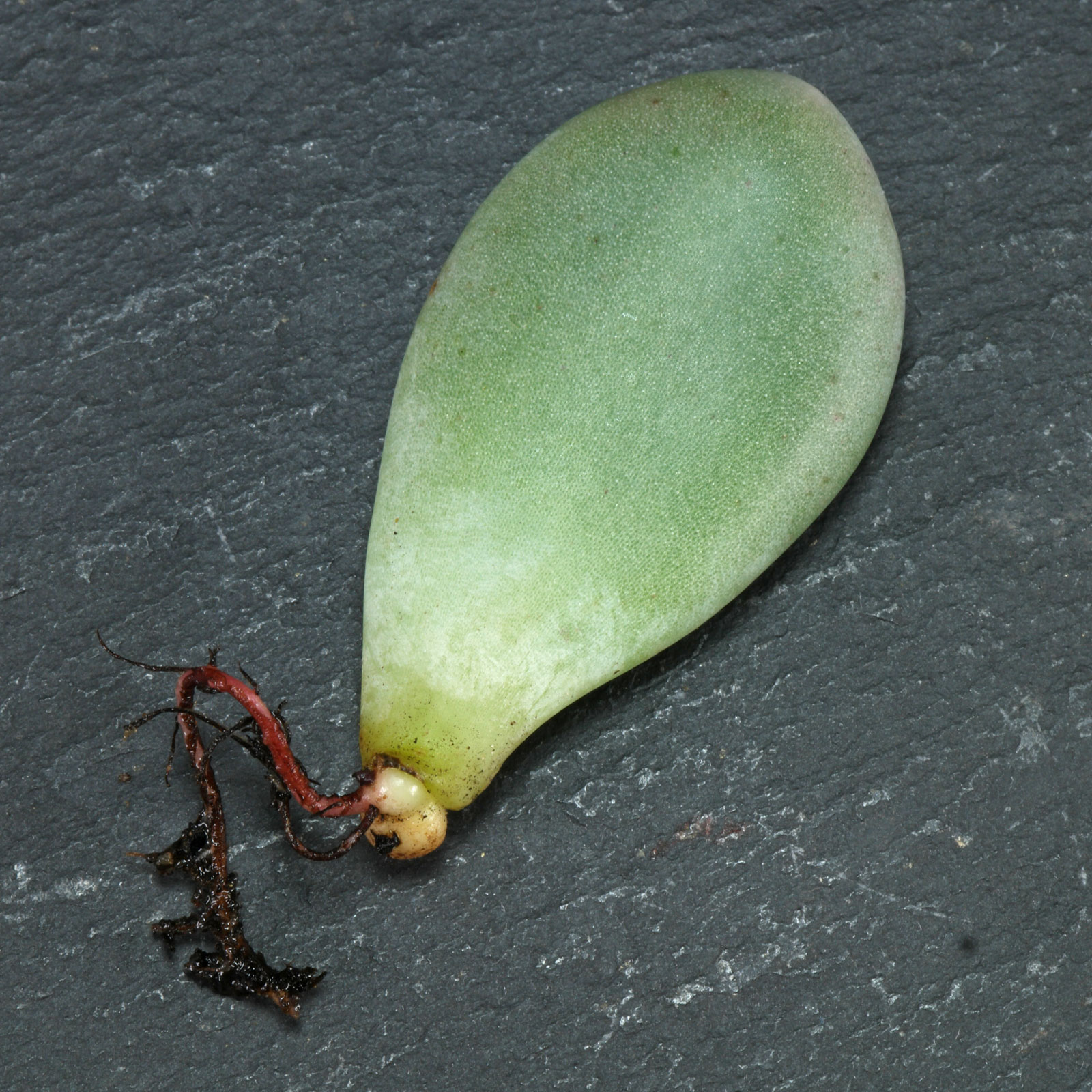 Pachyphytum oviferum