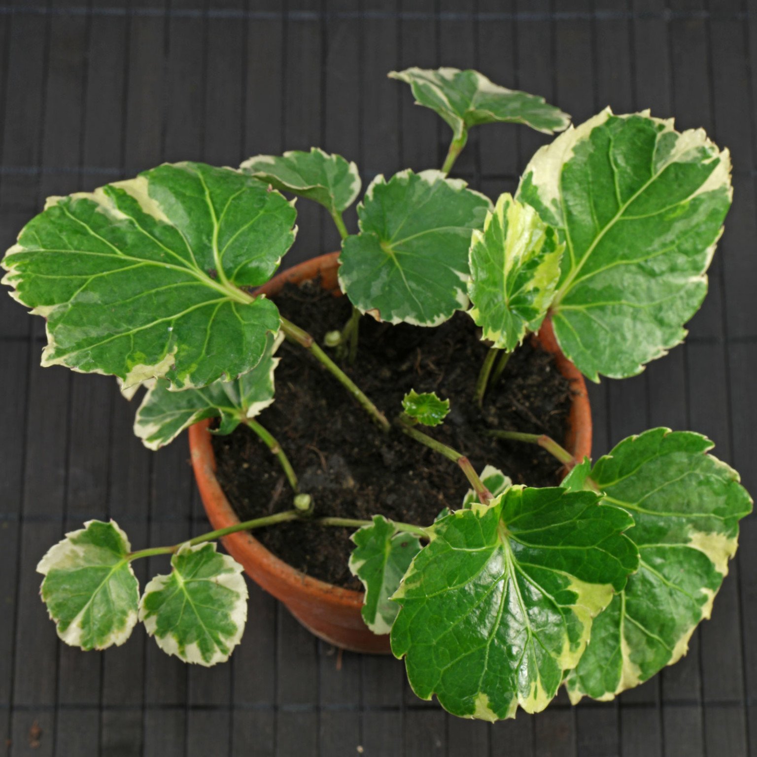 Polyscias scutellaria