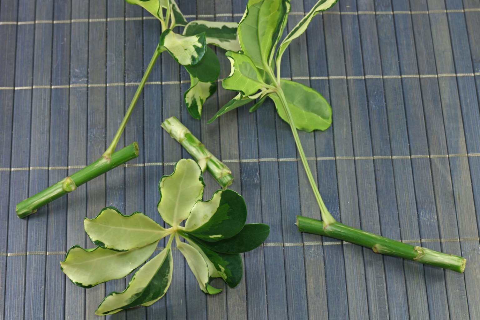 Schefflera arboricola