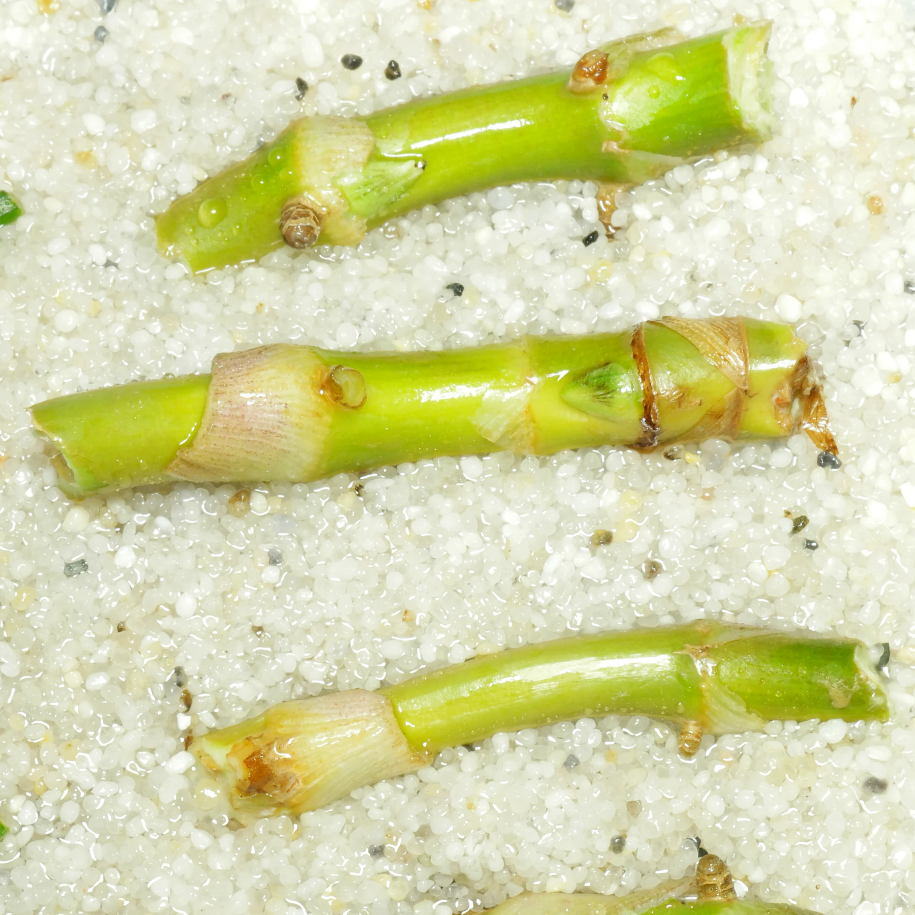 Syngonium podophyllum Stammstecklinge